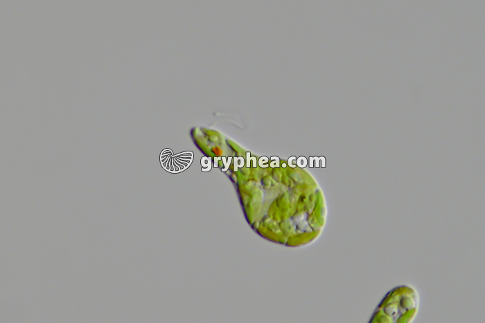 Euglène (Euglena viridis) x200 - gryphea.org